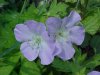 Wild Geranium; Crane's Bill (Geranium maculatum)