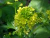 Common Wintercress (Barbarea vulgaris)