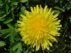Common Dandelion (Taraxacum officinale)