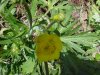 Common Buttercup (Ranunculus acris)