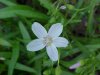 Spring Beauty (Claytonia virginica)