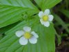 Common Strawberry (Fragaria virginiana)