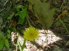 Common Dandelion (Taraxacum officinale)