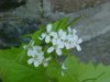 Garlic Mustard (Alliaria petiolata)