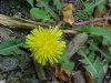 Common Dandelion (Taraxacum officinale)