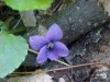 Common Blue Violet (Viola sororia)