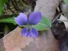 Common Blue Violet (Viola sororia)