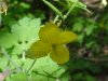 Greater Celandine; Wartweed (Chelidonium majus)