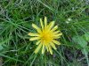 Common Dandelion (Taraxacum officinale)