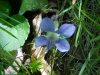 Common Blue Violet (Viola sororia)