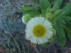 Philadelphia Fleabane (Erigeron philadelphicus)