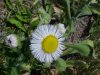 Philadelphia Fleabane (Erigeron philadelphicus)