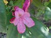 Mountain Rosebay; Catawba Rhododendron (Rhodododendron catawbiense)