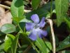 Periwinke; Myrtle (Vinca Minor)