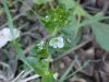 Thyme-leaved Speedwell (Veronica  serpyllifolia)