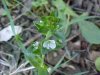 Thyme-leaved Speedwell (Veronica  serpyllifolia)
