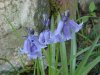 European Bluebells (Hycanthinoides non-scripta)