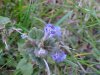 Ground Ivy; Gill-over-the-ground;  Creeping Charlie (Glechoma  hederacea)