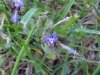 Ground Ivy; Gill-over-the-ground;  Creeping Charlie (Glechoma  hederacea)