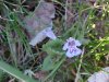 Ground Ivy; Gill-over-the-ground;  Creeping Charlie (Glechoma  hederacea)