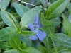 Periwinke; Myrtle (Vinca Minor)