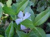 Periwinke; Myrtle (Vinca Minor)