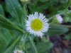 Philadelphia Fleabane (Erigeron philadelphicus)