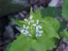 Garlic Mustard (Alliaria petiolata)