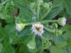 Philadelphia Fleabane (Erigeron philadelphicus)