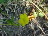 Canadian Dwarf Cinquefoil (Potentilla canadensis)