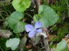 Common Blue Violet (Viola sororia)