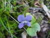 Common Blue Violet (Viola sororia)