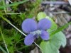 Common Blue Violet (Viola sororia)