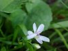 Spring Beauty (Claytonia virginica)