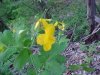 Greater Celandine; Wartweed (Chelidonium majus)