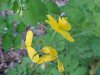 Greater Celandine; Wartweed (Chelidonium majus)