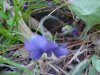Common Blue Violet (Viola sororia)