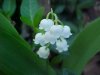 Lily-of-the-valley (Convallaria  majalis)