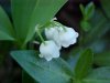 Lily-of-the-valley (Convallaria majalis)