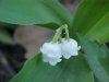 Lily-of-the-valley (Convallaria majalis)