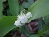 Lily-of-the-valley (Convallaria  majalis)