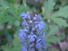 Bugle; Bugleweed (Ajuga reptans)