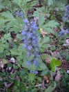 Bugle; Bugleweed (Ajuga reptans)