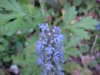 Bugle; Bugleweed (Ajuga reptans)