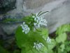 Garlic Mustard (Alliaria petiolata)