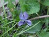 Common Blue Violet (Viola sororia)