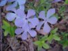 Wild Blue Phlox; Wild Sweet William  (Phlox divaricata)