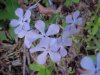 Wild Blue Phlox; Wild Sweet William (Phlox divaricata)