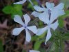 Wild Blue Phlox; Wild Sweet William  (Phlox divaricata)