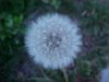 Dandelion seedhead (Taraxacum officinale)